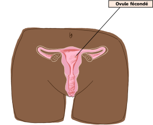 ovule-feconde.png