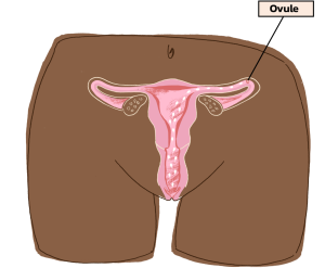 ovule_trompes.png