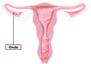 uterus_ovule.png