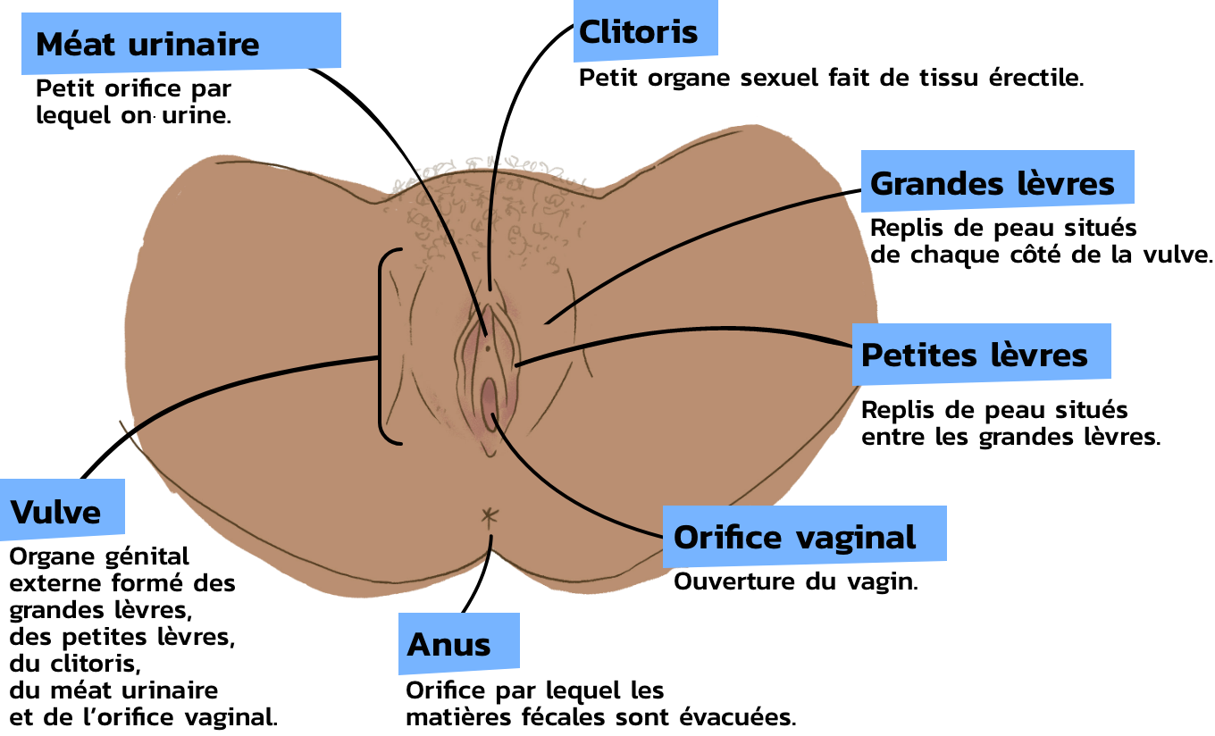 anatomie_exterieur_femme.png