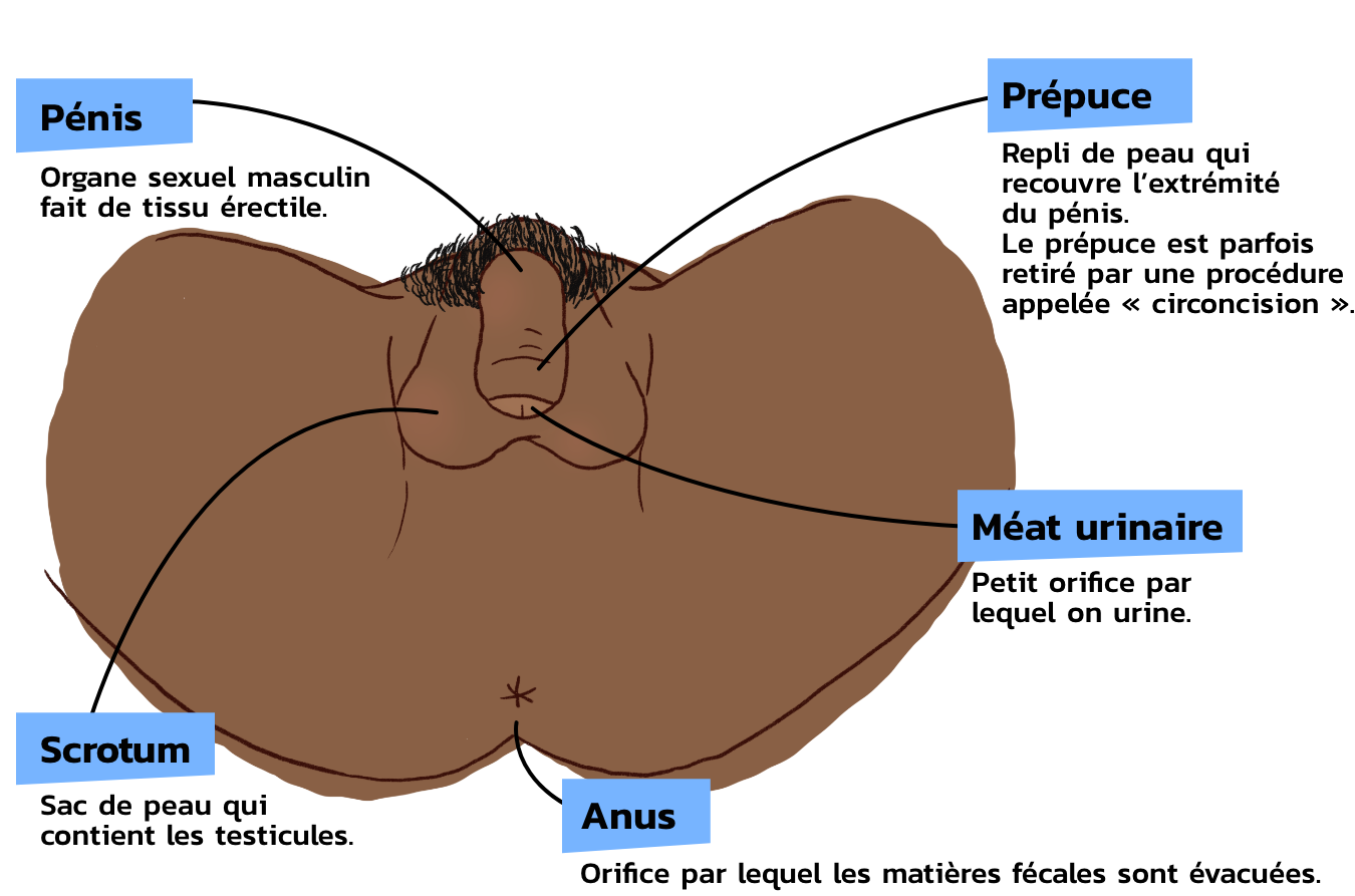 anatomie_exterieur_homme.png