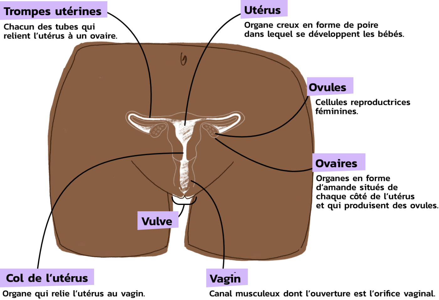 anatomie_interieur_femme_2x.png