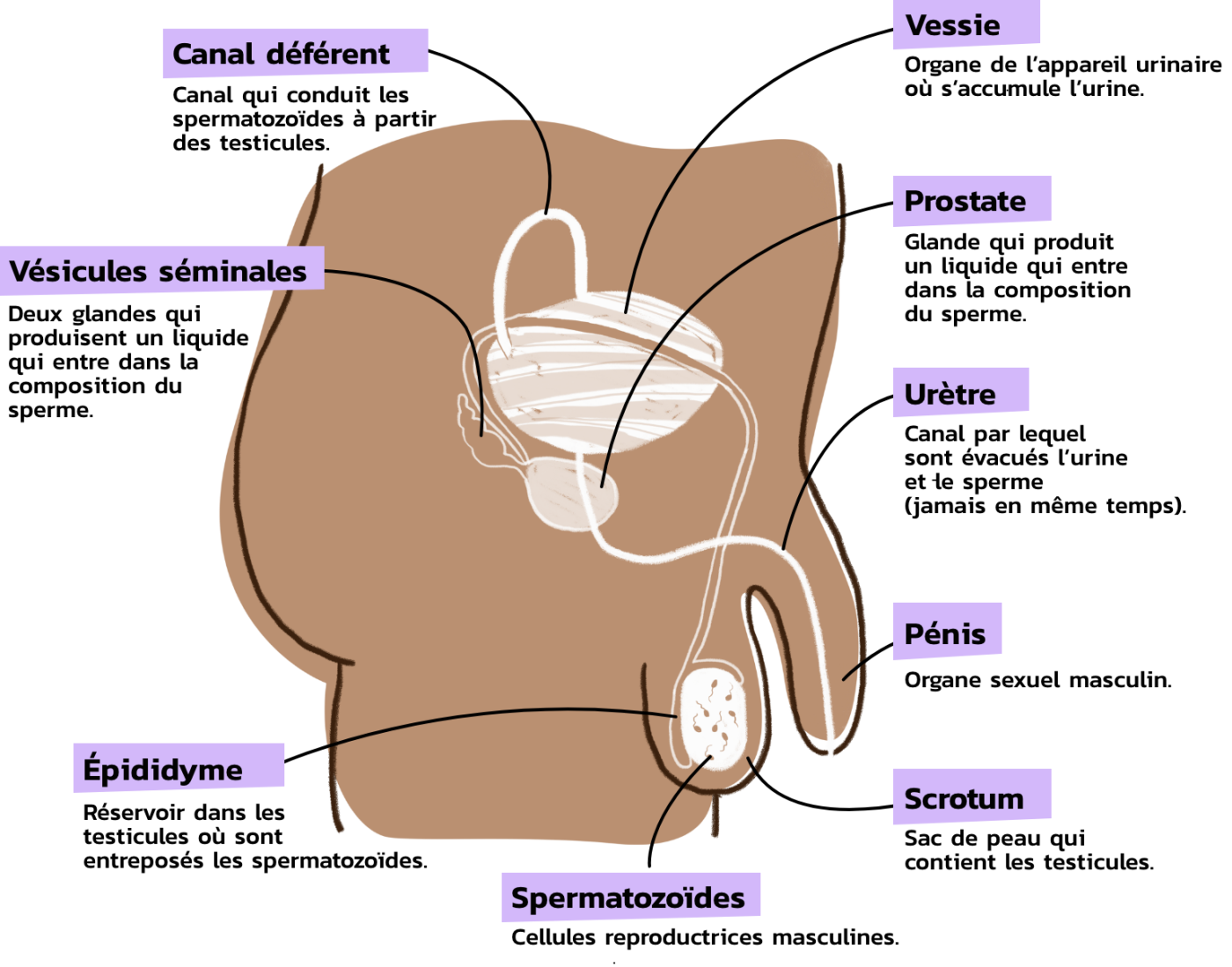 anatomie_interieur_homme.png