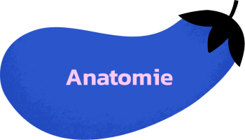 Anatomie